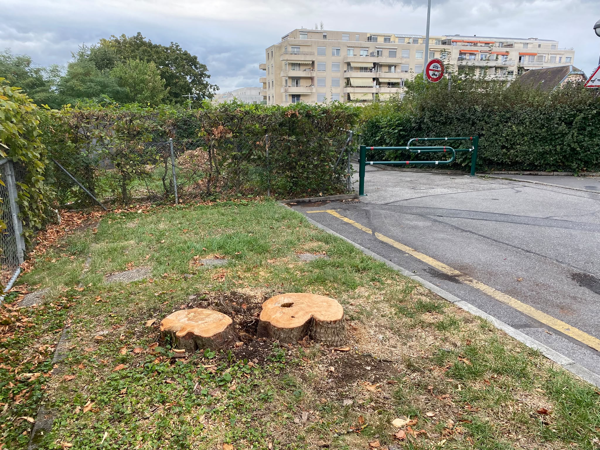 Souches d’un arbre abattu au chemin Ami-Argand à Versoix, près de la passerelle CFF